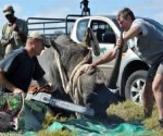 Más de 500 rinocerontes abatidos furtivamente en Sudáfrica