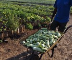 Técnicos cubanos acuerdan lograr total integración en el desarrollo agrario